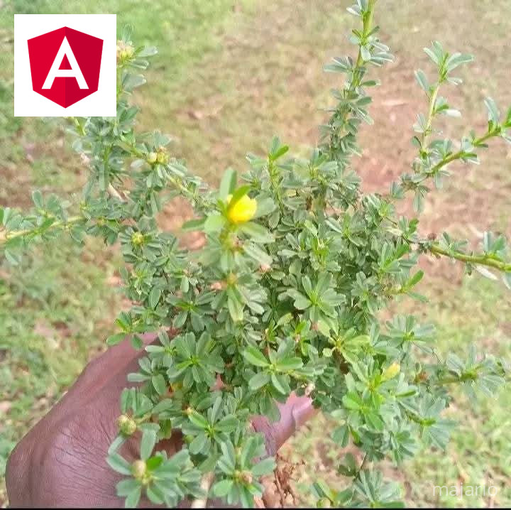 Huu mmea unaitwa "Eskutuli ama Eshikundu" Wengine huita "Ikiraji"  Wengine huita "Echoji". 